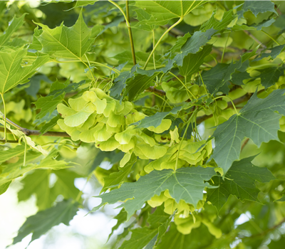 Acer platanoides Acer platanoides