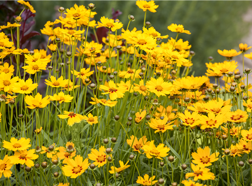 Coreopsis grandiflora Coreopsis grandiflora