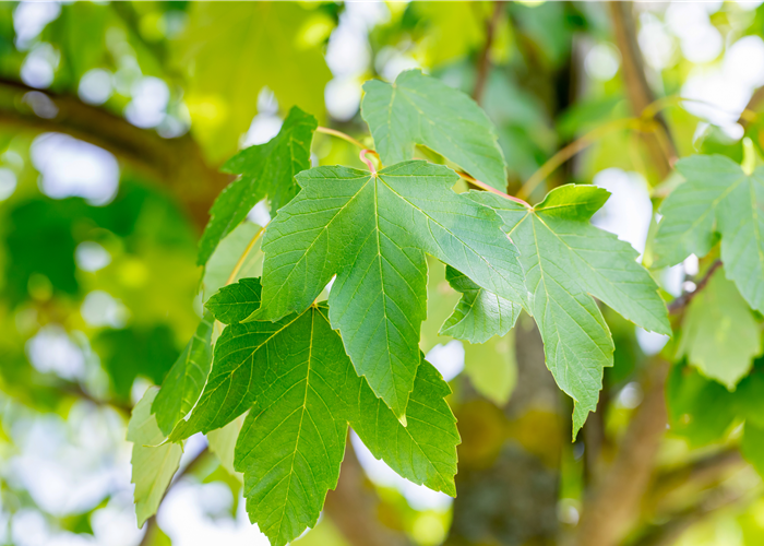 Acer pseudoplatanus