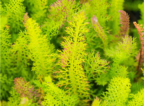 Achillea millefolium Achillea millefolium