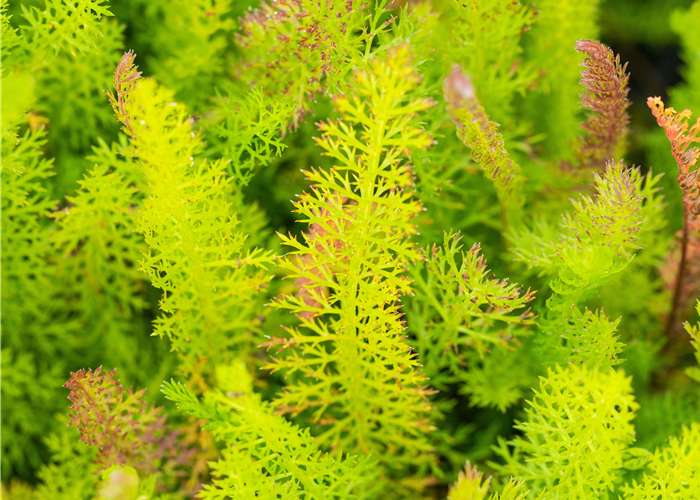 Achillea millefolium
