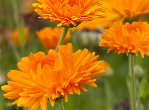 Calendula officinalis Calendula officinalis
