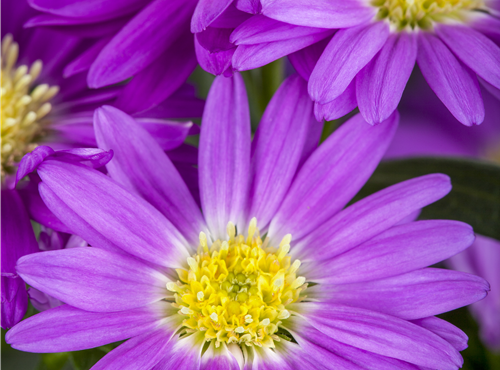 Aster novi-belgii Aster novi-belgii