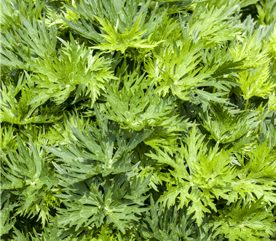 Aconitum napellus Aconitum napellus