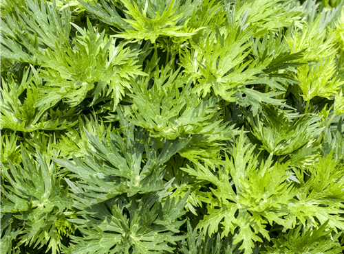 Aconitum napellus Aconitum napellus