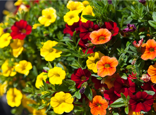 Calibrachoa Calibrachoa