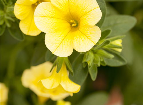 Calibrachoa 'Celebration'® Calibrachoa 'Celebration'®