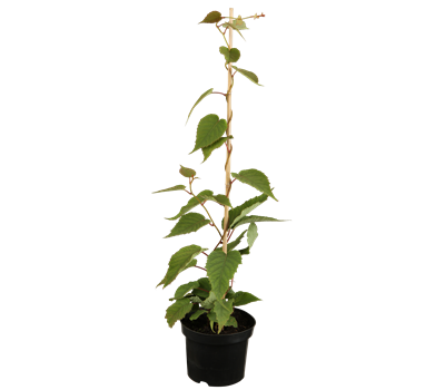 Actinidia chinensis 'Atlas' Actinidia chinensis 'Atlas'