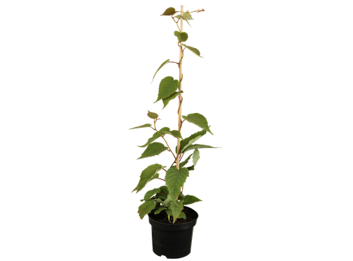 Actinidia chinensis 'Atlas' Actinidia chinensis 'Atlas'