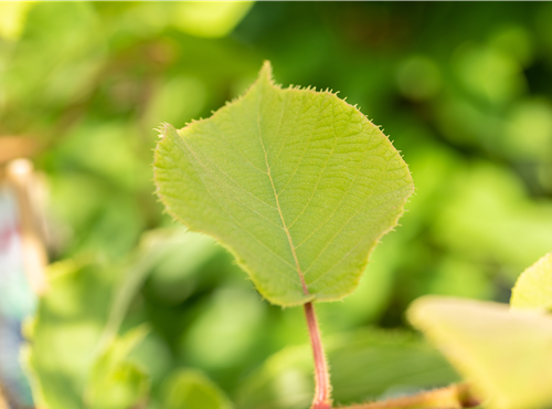 Actinidia chinensis 'Hayward' Actinidia chinensis 'Hayward'