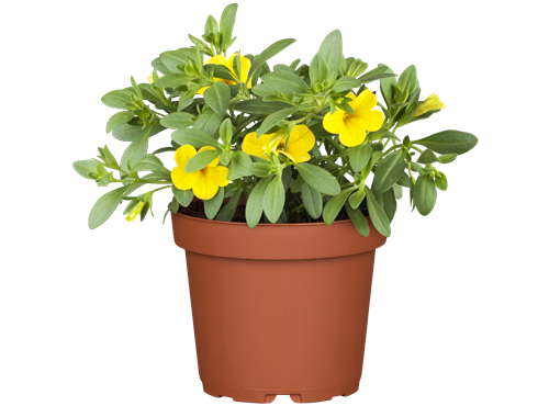 Calibrachoa 'Million Bells'® Calibrachoa 'Million Bells'®