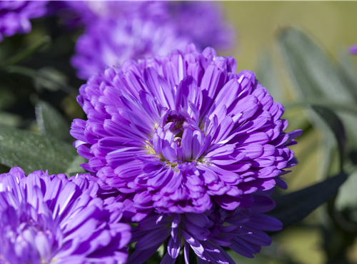 Aster 'Victoria'® Aster 'Victoria'®