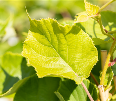 Actinidia chinensis 'Jenny' Actinidia chinensis 'Jenny'
