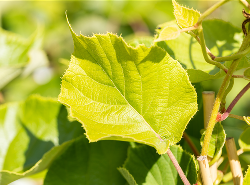 Actinidia chinensis 'Jenny' Actinidia chinensis 'Jenny'