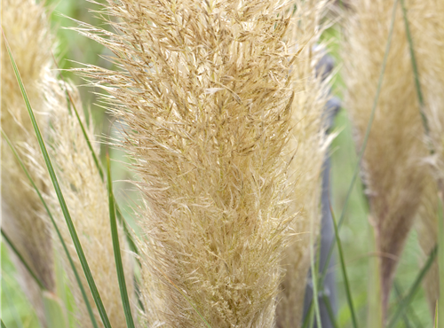 Cortaderia selloana