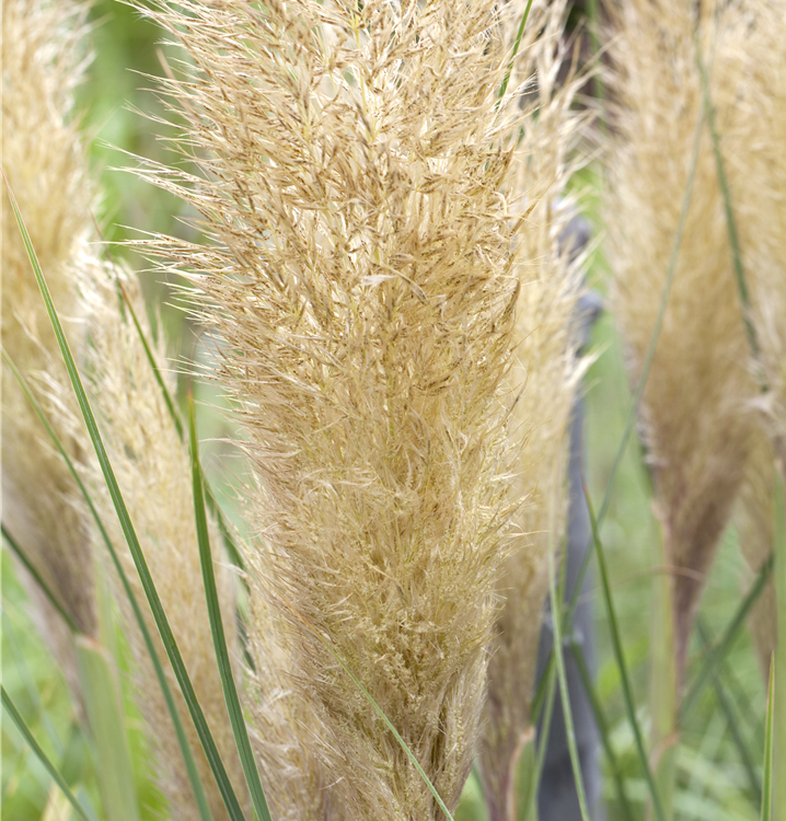 Pampasgras Pampasgras