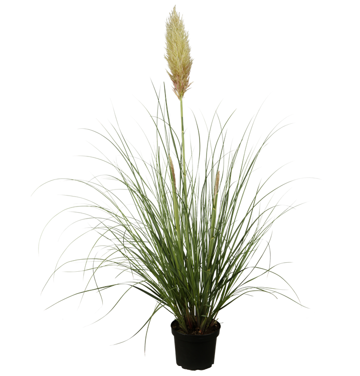 Pampasgras Pampasgras