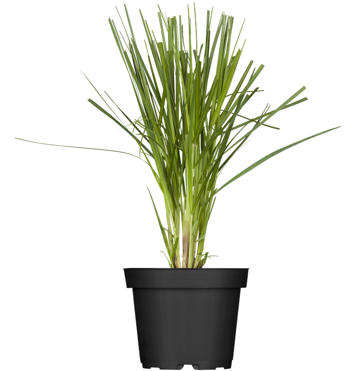 Pampasgras Pampasgras