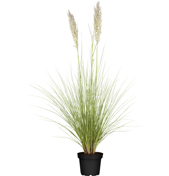 Pampasgras Pampasgras