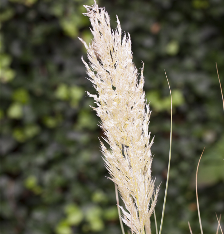 Pampasgras Pampasgras