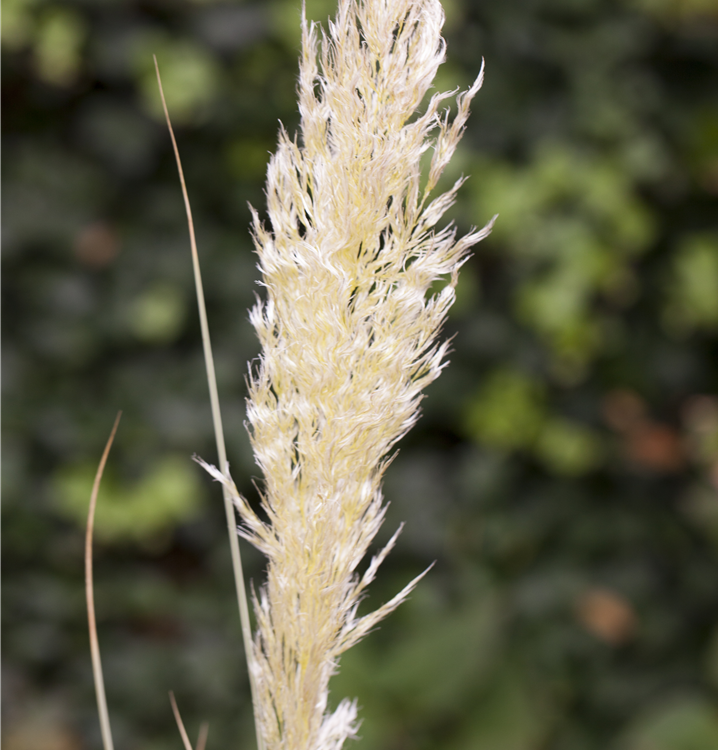 Pampasgras Pampasgras