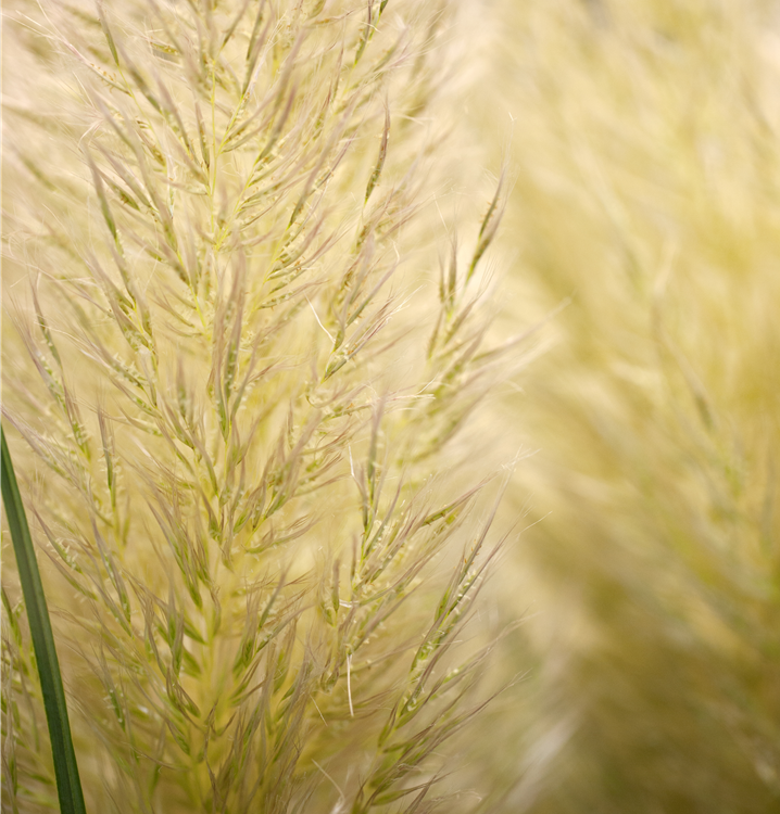 Pampasgras Pampasgras