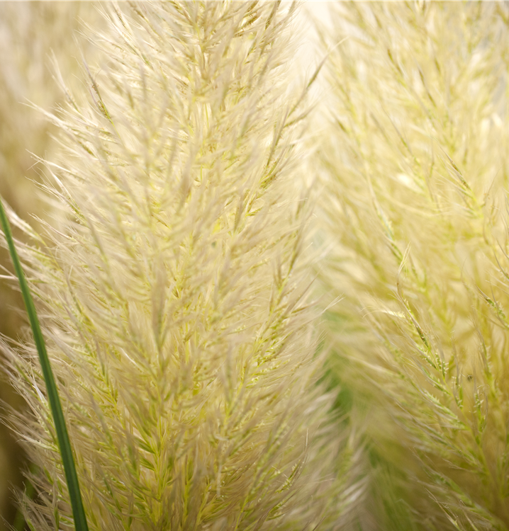 Pampasgras Pampasgras