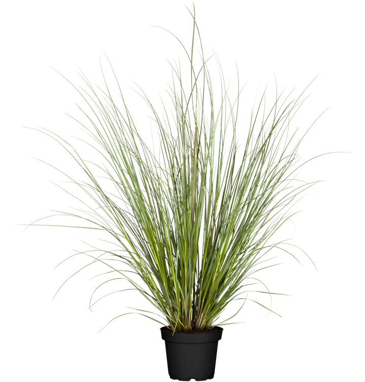 Pampasgras Pampasgras