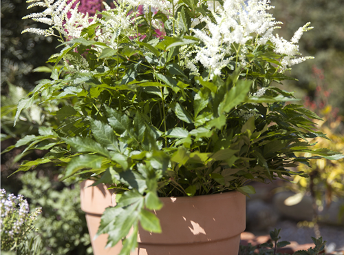 Astilbe x arendsii Astilbe x arendsii