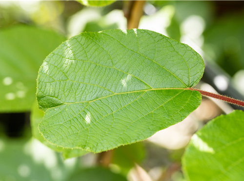 Actinidia chinensis 'Solissimo'® Actinidia chinensis 'Solissimo'®