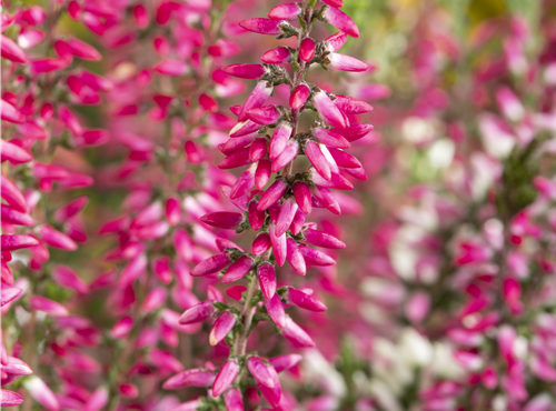 Calluna 'Beauty Ladies'®