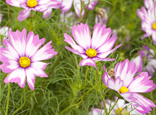 Cosmos bipinnatus Cosmos bipinnatus