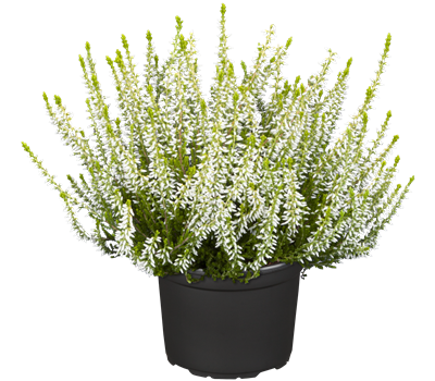 Calluna vulgaris Gardengirls®