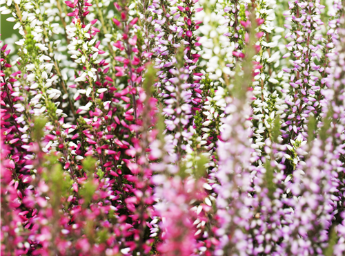 Calluna vulgaris Trio-Girls®