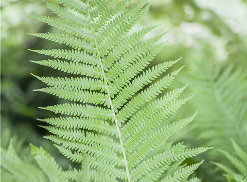Athyrium filix-femina Athyrium filix-femina