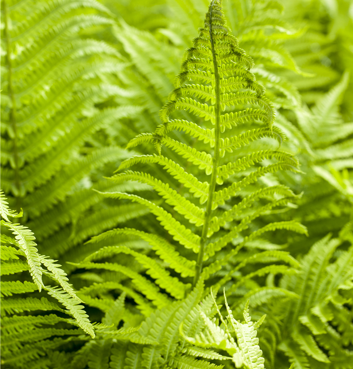 Wald-Frauenfarn Wald-Frauenfarn