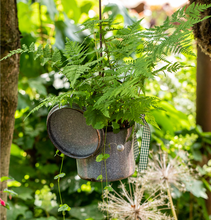 Wald-Frauenfarn Wald-Frauenfarn