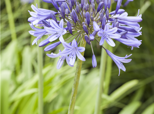 Agapanthus africanus