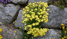 Felsen-Steinkraut Felsen-Steinkraut