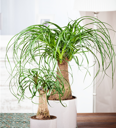 Beaucarnea recurvata Beaucarnea recurvata