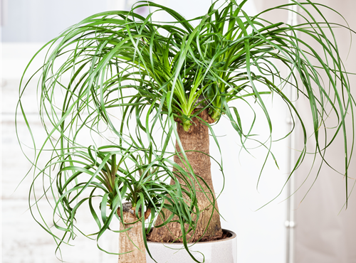 Beaucarnea recurvata Beaucarnea recurvata