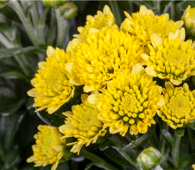 Ajania pacifica Ajania pacifica