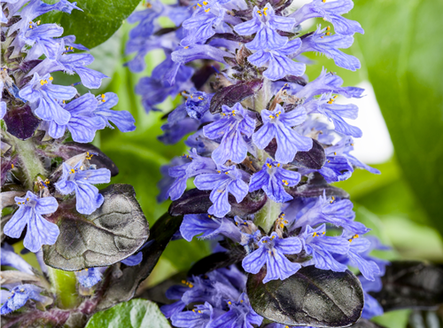 Ajuga reptans Ajuga reptans