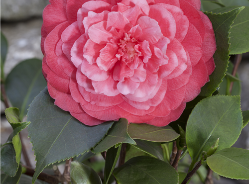 Camellia japonica Camellia japonica