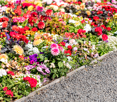 Beetpflanzen Beetpflanzen