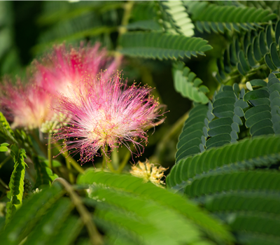 Albizia julibrissin Albizia julibrissin