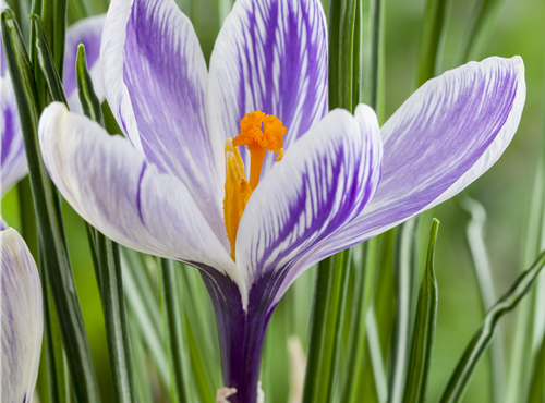 Crocus vernus Crocus vernus