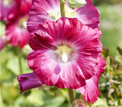 Alcea rosea Alcea rosea