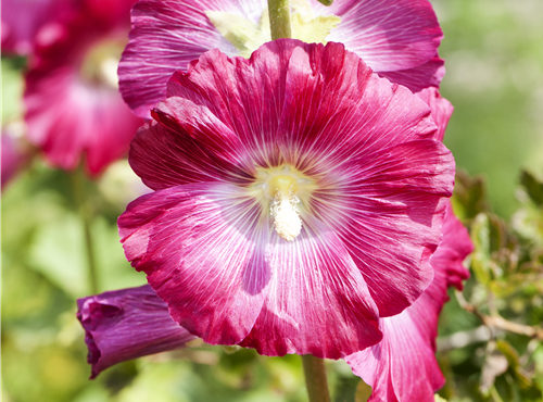 Alcea rosea Alcea rosea
