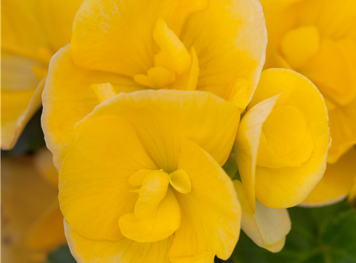 Begonia elatior Begonia elatior